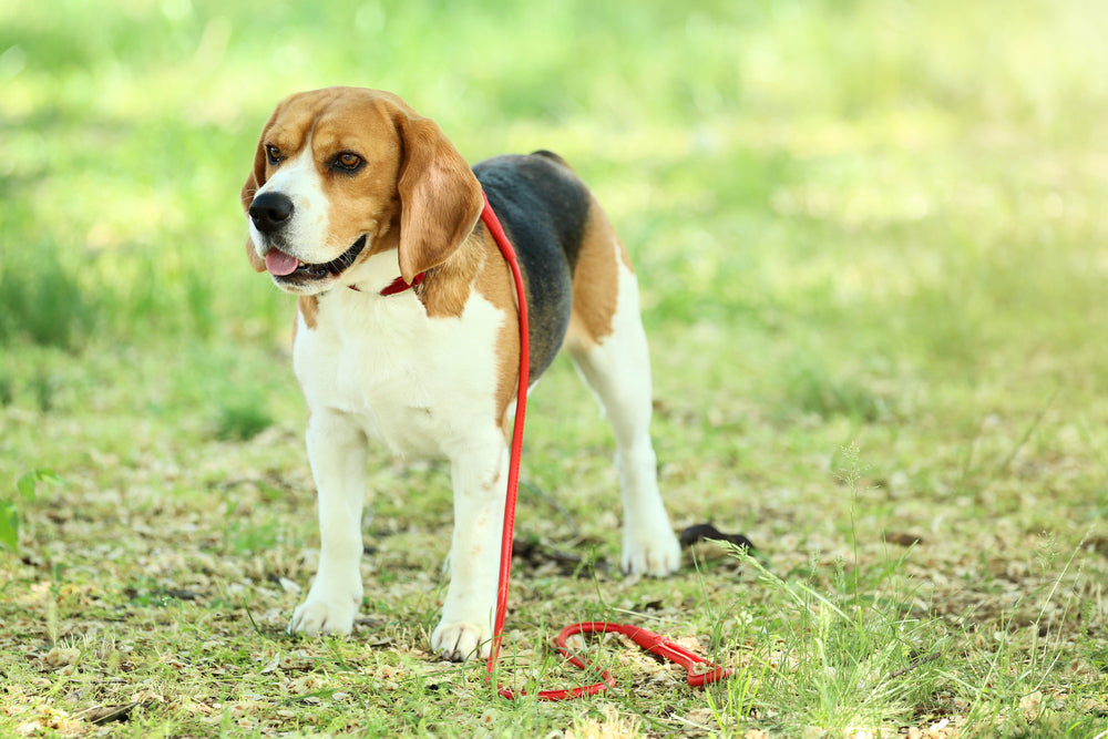10 Advantages Of Using A 5-In-One Rope Leather Leash