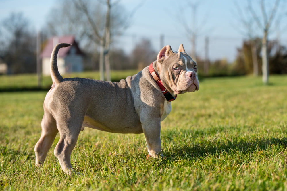 5 Best Rolled Leather Dog Collars For Bulldogs