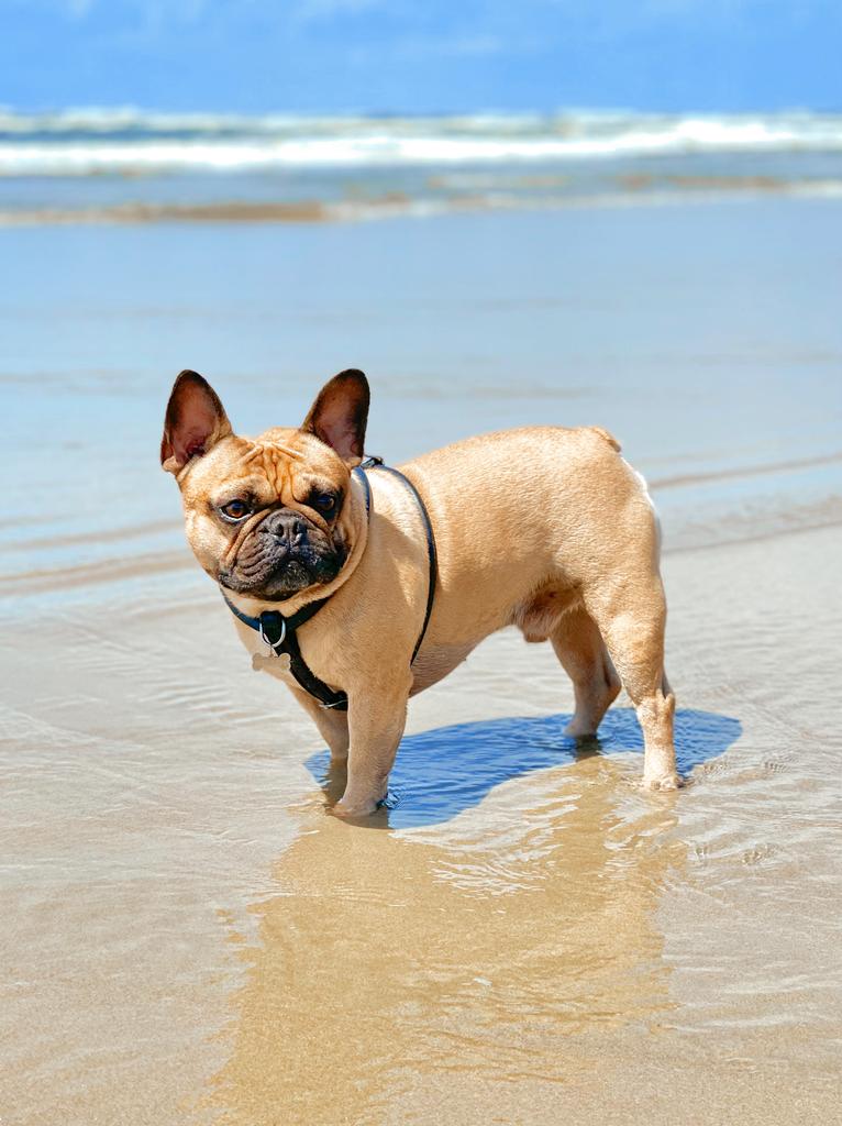 Why is the No Pull Rolled Leather Harness from HUND the best on the market?