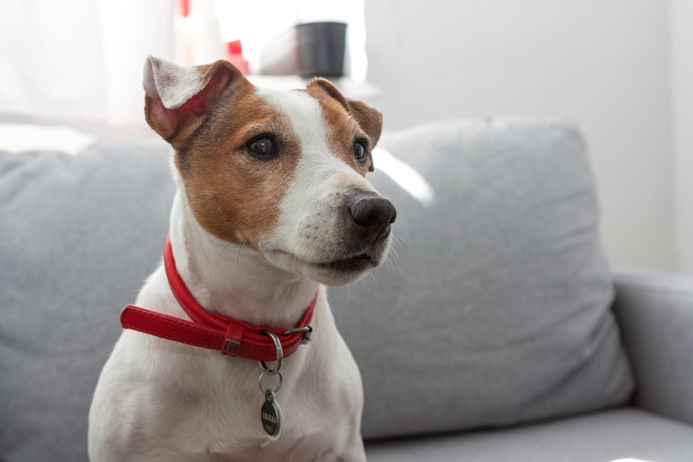 Are Apple AirTags Waterproof?