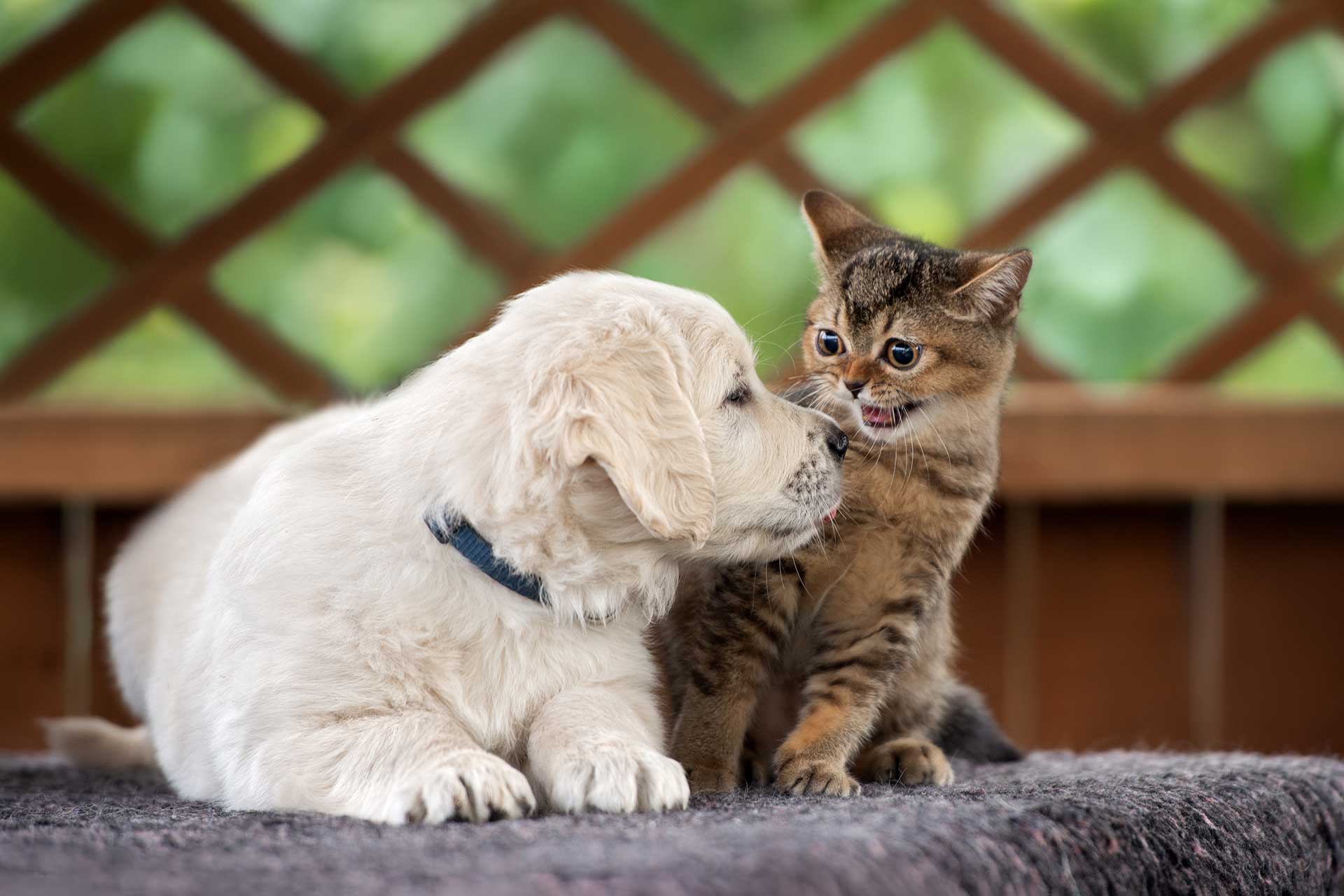 Tips For Successfully Introducing A Dog To A Cat