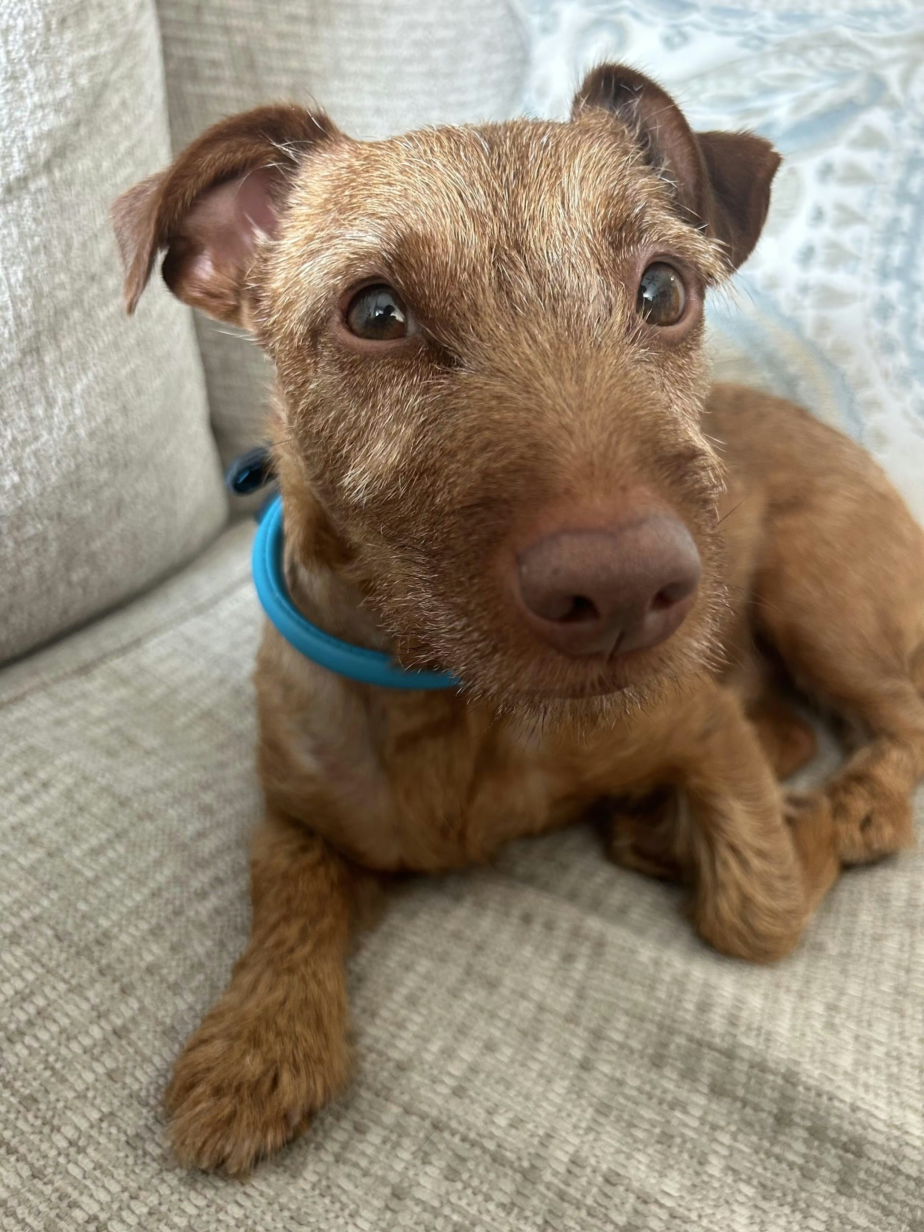 What Makes a High-Quality Dog Collar? A Practical Guide for Dog Owners