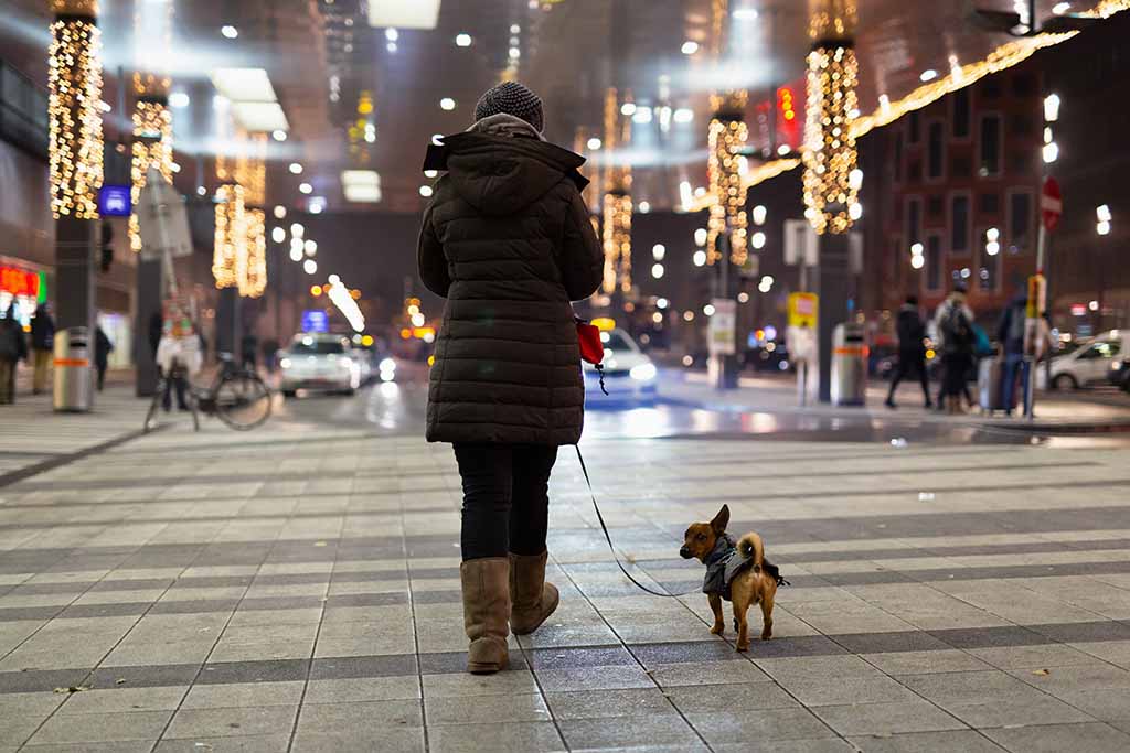 4 Useful Tips For Walking Your Dog At Night