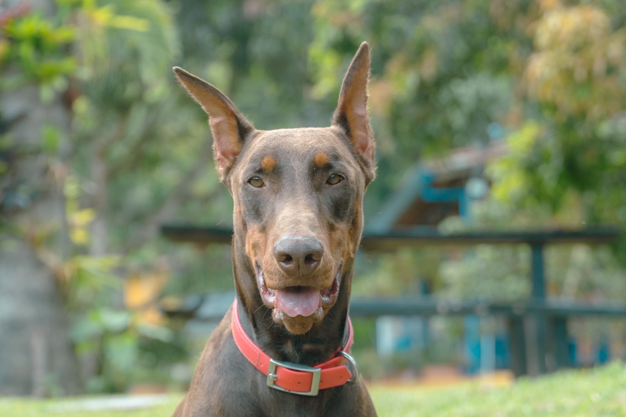 5 Best Rolled Leather Dog Collars For Dobermans