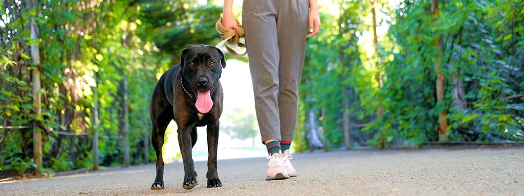 Are You Holding Your Dog s Leash Correctly