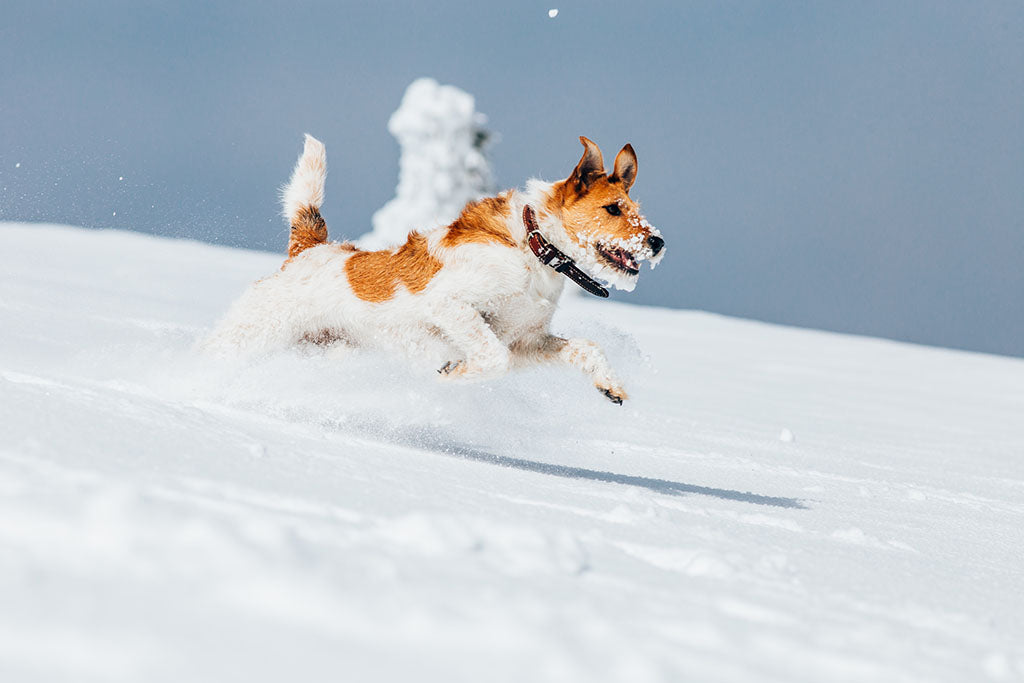 Is Your Dog Hyperactive Here s What To Do