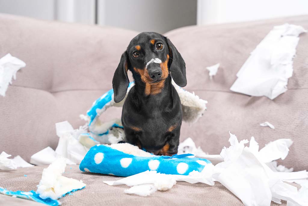 Your Dog Common Bad Habits How To Break Them