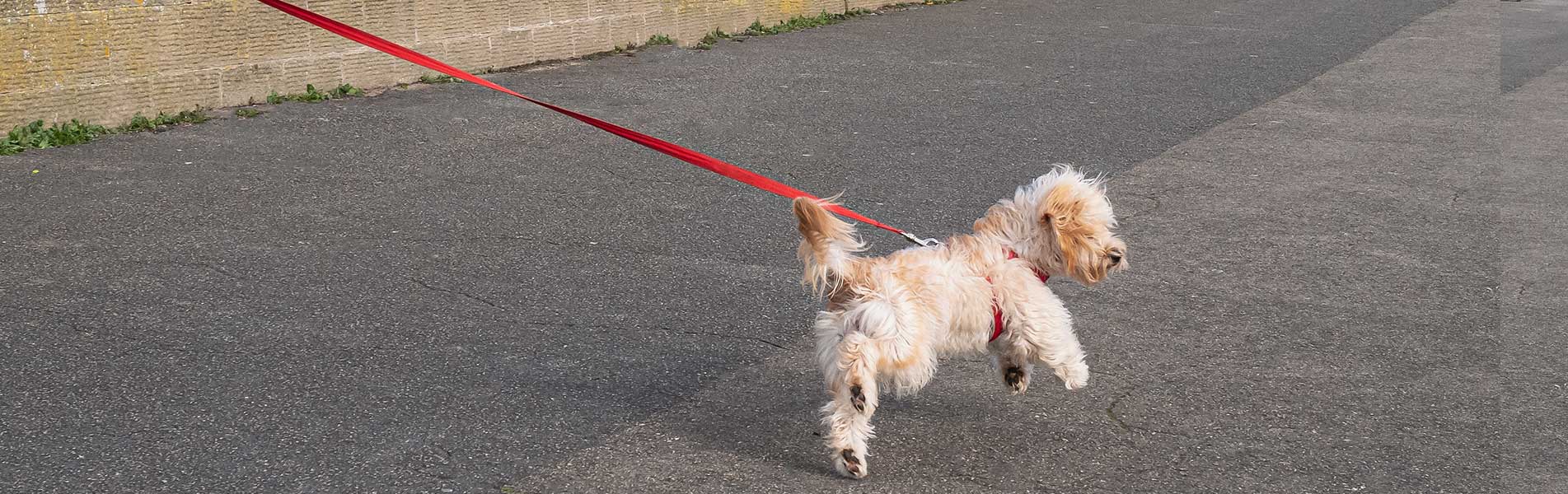 Cute Maltese or poodle cross type fluffy dog outside pulling on a red lead or leash