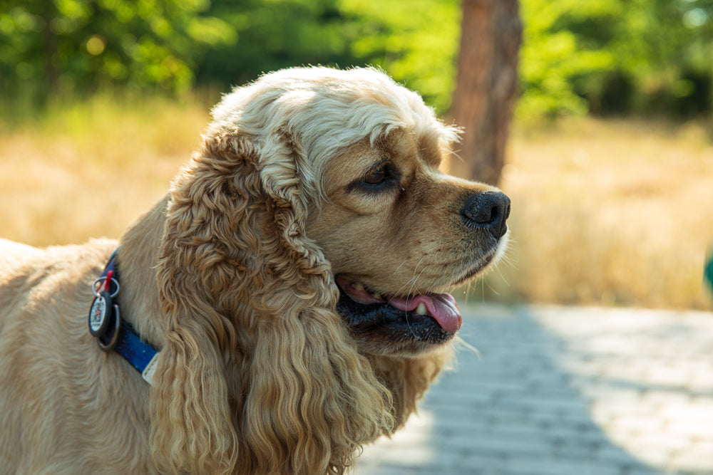 Exploring Versatile Uses For AirTags In Your Daily Life