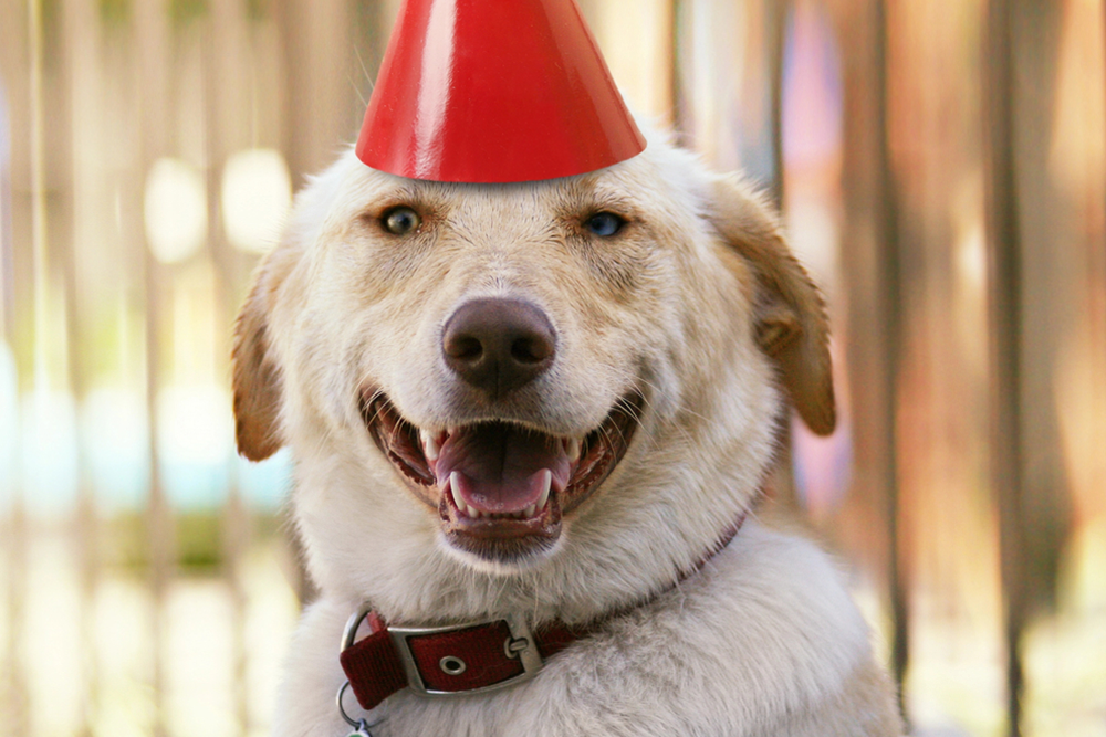 What To Look For In An Apple AirTag Case For Your Dog's Collar