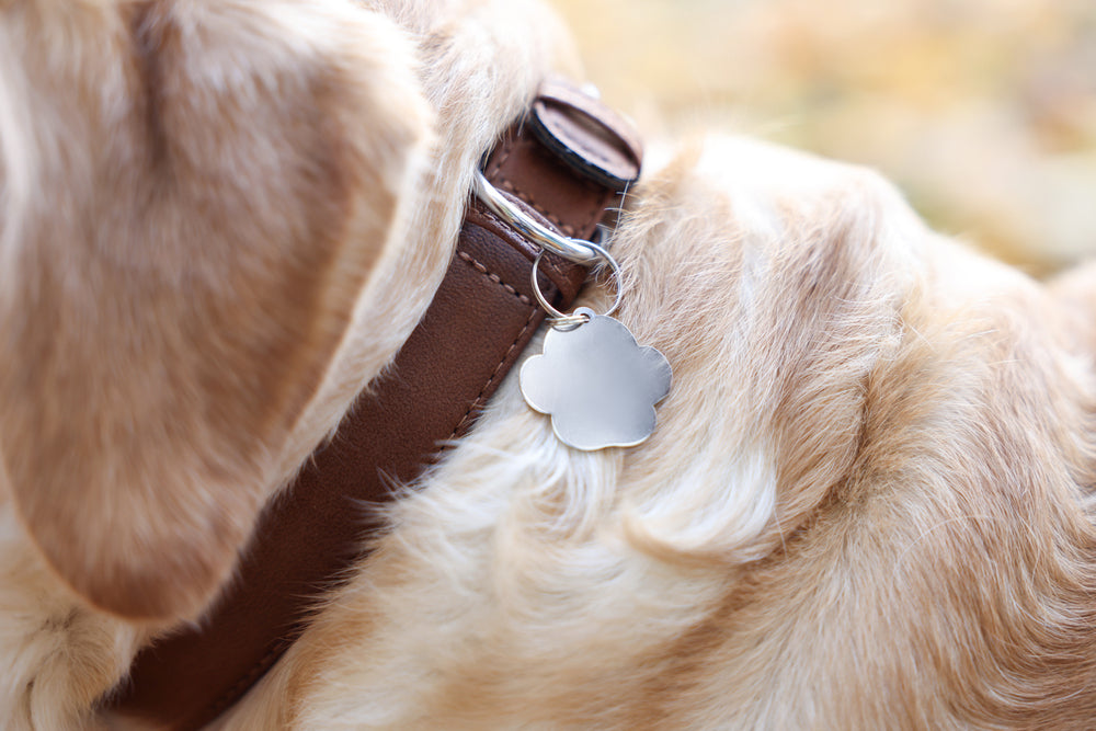 Why Are Your Dogs' Air Tags Not Connecting?