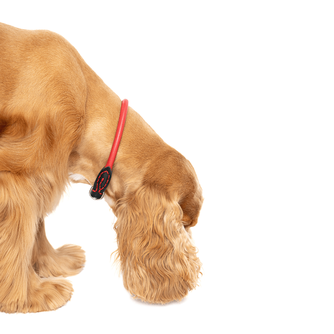 (NEW) Skagen: Quick Release Rolled/Round Leather Collar