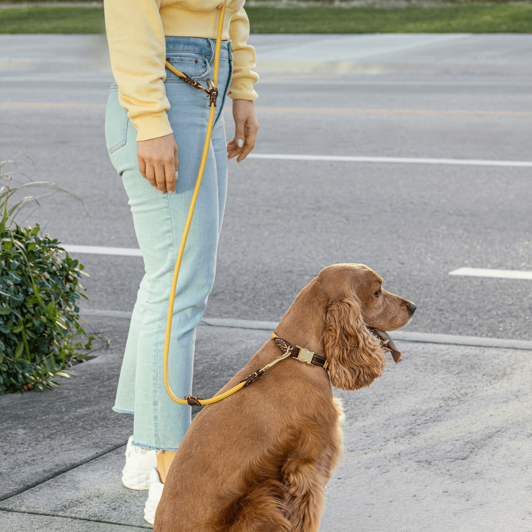 (NEW) Skagen: Quick Release Rolled/Round Leather Collar