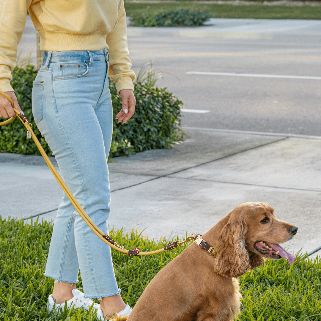 (NEW) Skagen: Quick Release Rolled/Round Leather Collar