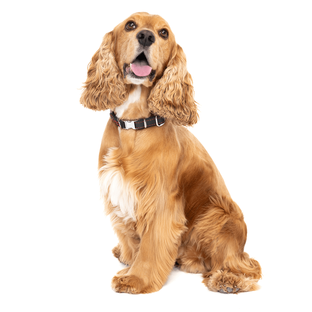 (NEW) Skagen: Quick Release Rolled/Round Leather Collar