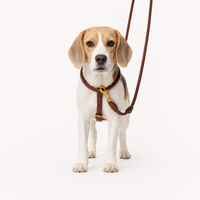 Ålborg- No Pull, Rolled, Comfort and Cloud-Like Soft Leather Harness