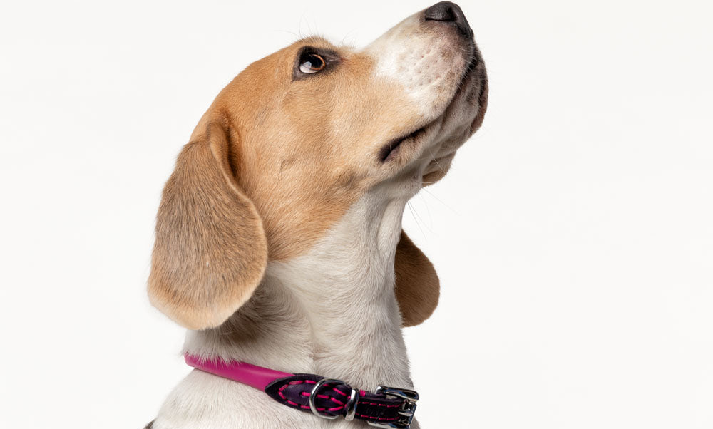 Luxury Colorful Leather Dog Collars