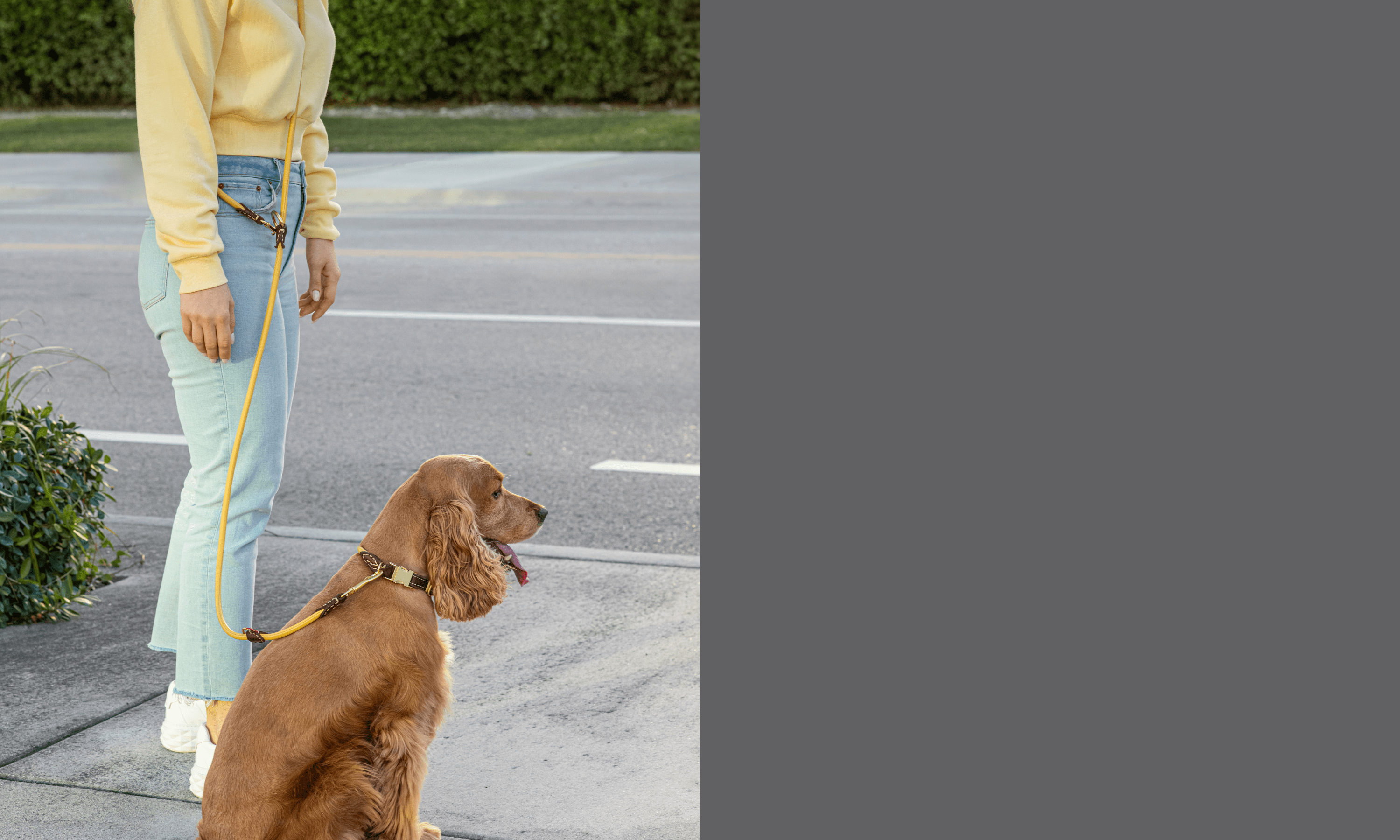 Luxury Colorful Leather Dog Collars