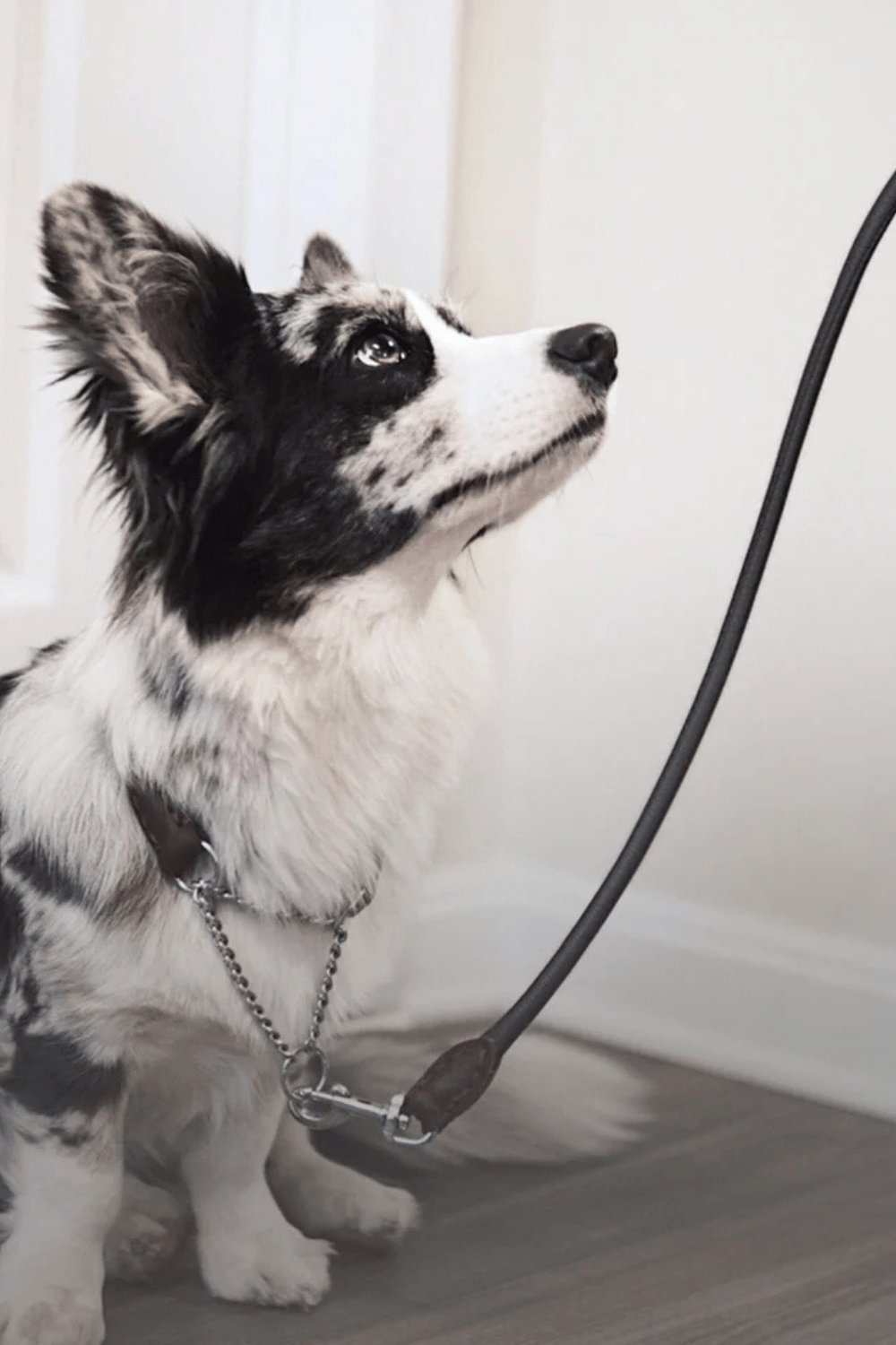 Luxury Colorful Leather Dog Collars