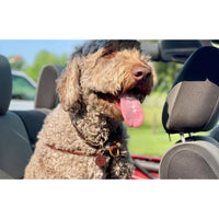 Ålborg- No Pull, Rolled, Comfort and Cloud-Like Soft Leather Harness