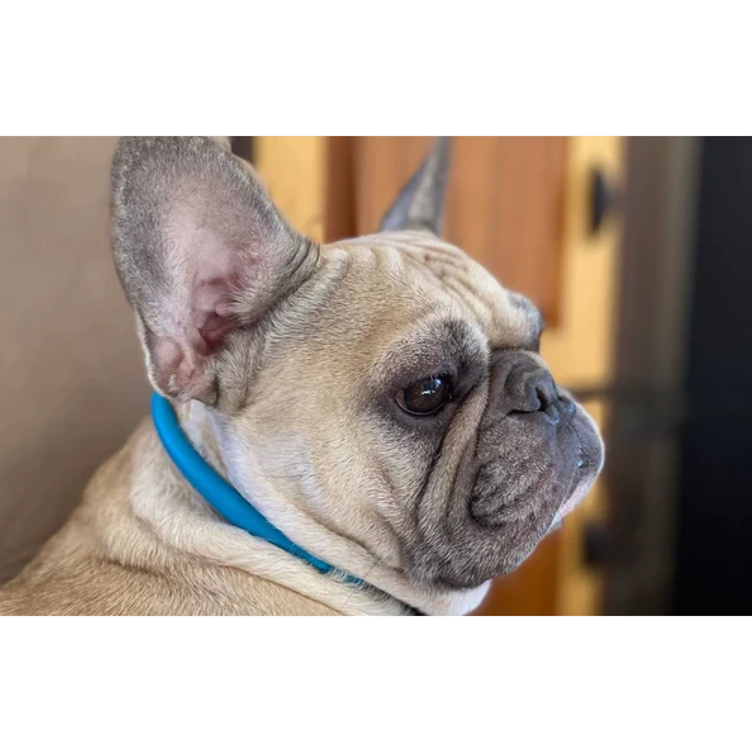 Århus- Dual Tone, Robust Design