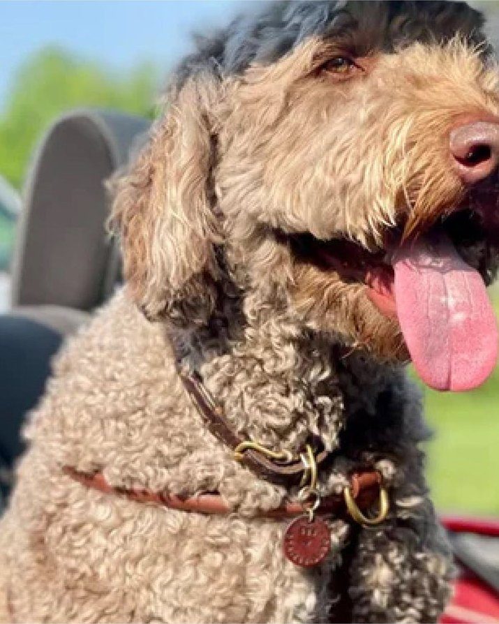 Labradoodle in the back seat of a car wearing a rolled leather collar