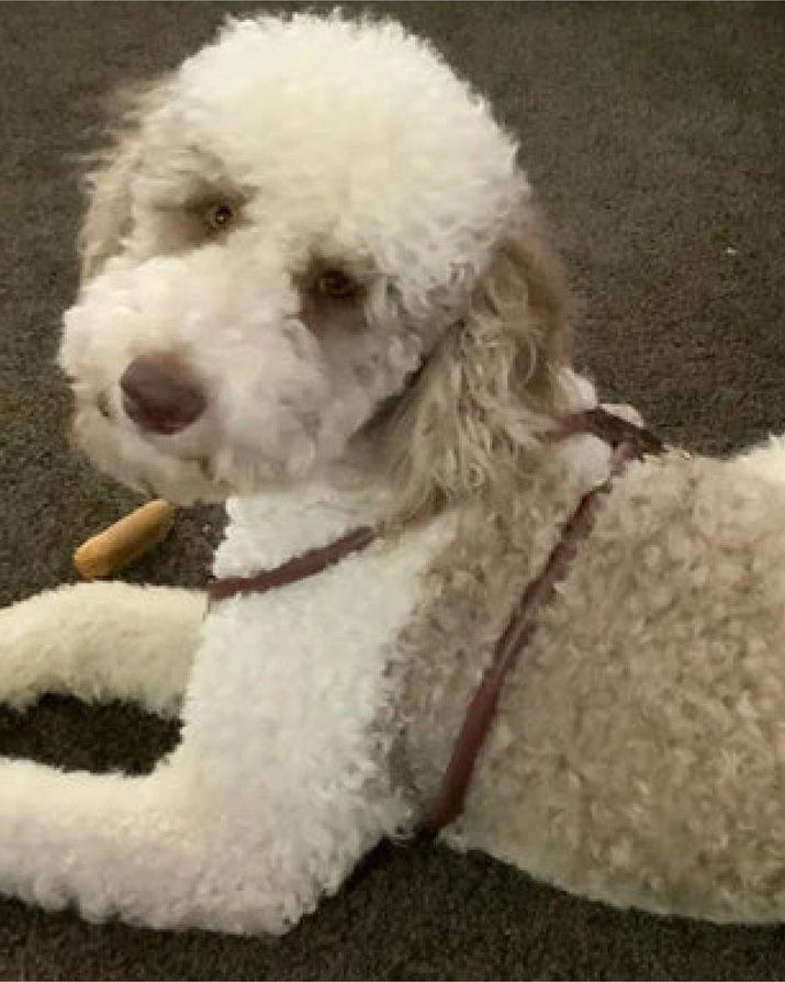 White standard poodle resting indoors in a rolled leather collar