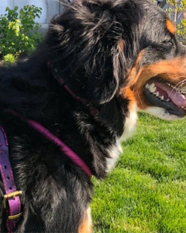 Bernedoodle in the garden wearing a rolled leather harness